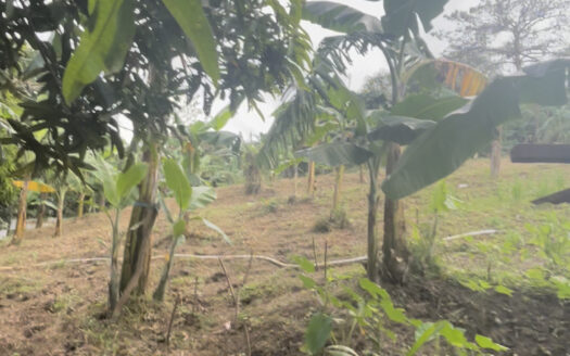 Farm Lot For Sale in Pinugay, Antipolo