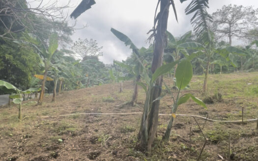 Farm Lot For Sale in Pinugay, Antipolo