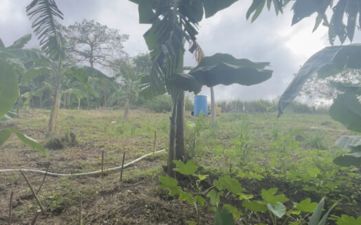 Farm Lot For Sale in Pinugay, Antipolo