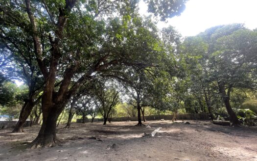 For Sale: 5,000 sqm Fruit Farm Lot with Stream